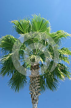 Palmtree