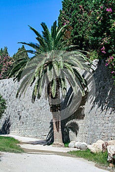 Palmtree against medieval citywall photo