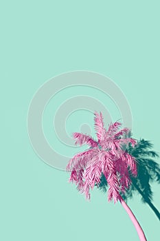 Palmtree against turquoise wall render