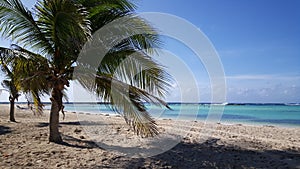 Palmtree on Baby beach