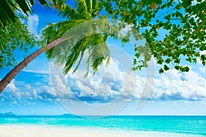 Palmtree on the beach photo