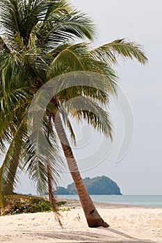 Palmtree on the beach