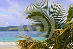 Palmtree branch and Caribbean beach, Dominican republic