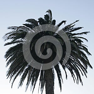 Palmtree with bright blue sky behind