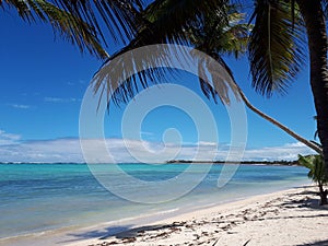 PalmTree in Caribbean beach in Mexico