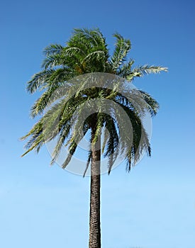 Palmtree on a clear day photo