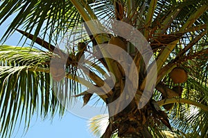 Palmtree coconut