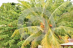 Palmtree with coconuts