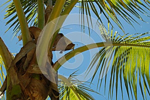 Palmtree photo