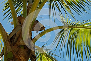 Palmtree