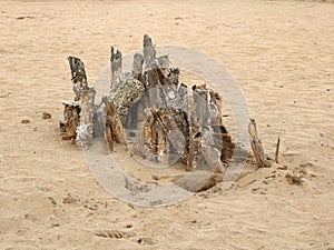 Palmtree debris on sand