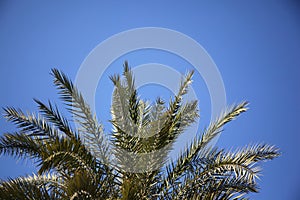 Palmtree in fornt of blue sky