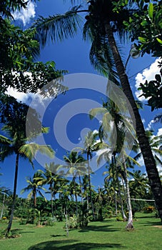 Palmtree garden in Dominican republic