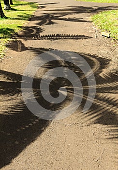 Palmtree shadows on the path