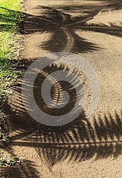 Palmtree shadows on the path
