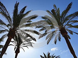 Palmtree skies 1