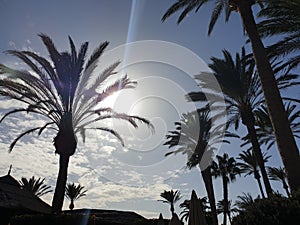 Palmtree skies 2