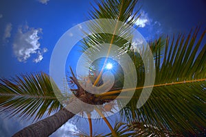 Palmtree and sky with a clouds