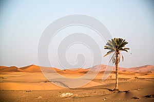 Palmtree is standing in the desert