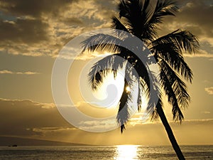 Palmtree in the Sunset photo