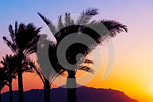Palmtree sunset