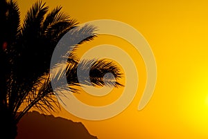 Palmtree and sunset