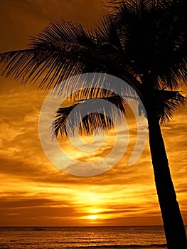Palmtree sunset
