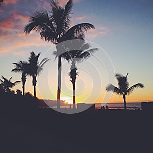 Palmtree sunset
