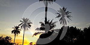 Palmtree sunset Nature Golden sun