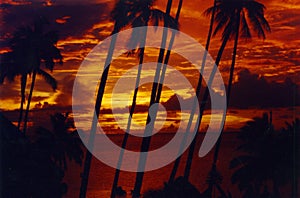 Palmtree sunset Tahiti