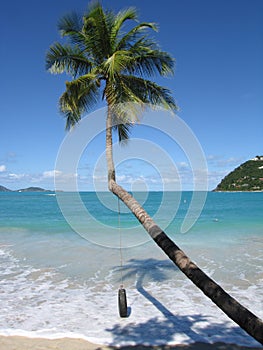 Palmtree,Tortola photo