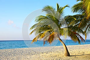 Palmtree on a tropical beach