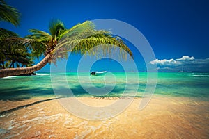 Palmtree and tropical beach. Exotic island Saona in Caribbean sea, Dominican Republic