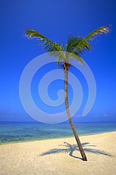 Palmtree is on an uninhabited island