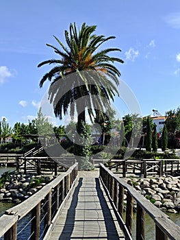 Palmtree and wooden path at the La Coronada fishing pond photo