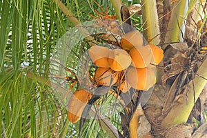 Palmtree with yellow coconuts green leaves