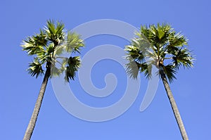 Palmtrees photo