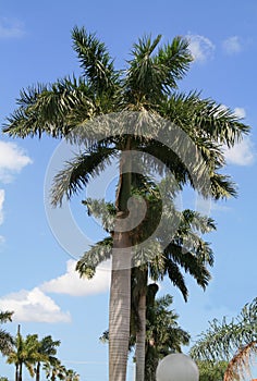 Palmtrees photo