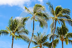 Palmtrees against the blue sky