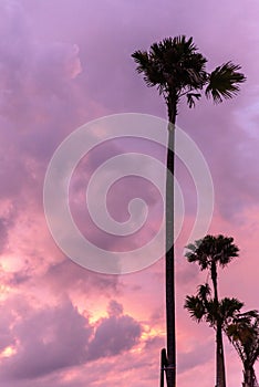 Palmtrees during amazing sunset at Bali island in Indonesia