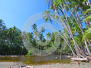 A small lake with palmtrees photo