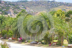 Palmtrees in The Baths in Virgin Gorda, Caribbean