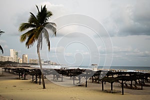 Palmtrees in the beach of acapulco