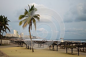 Palmtrees in the beach of acapulco