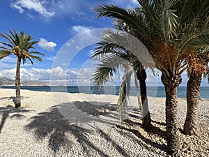 Palmtrees on the beach of Altea
