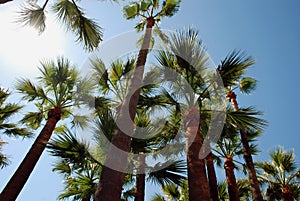 Palmtrees on the beach in Cannes