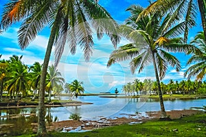 Palmtrees on the coast of Sumatra