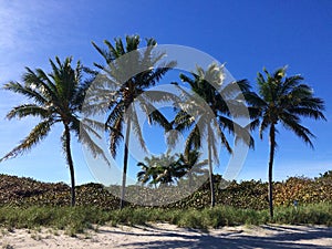 Palmtrees Dania beach Miami USA