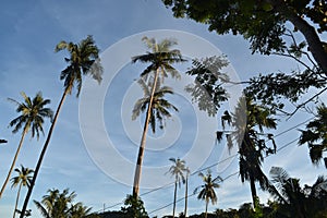 Palmtrees rising in the blue sky