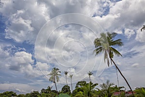 Palmtrees rising in the blue sky